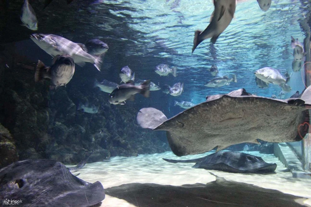 h66ygse8yvvwmcaqdvbm