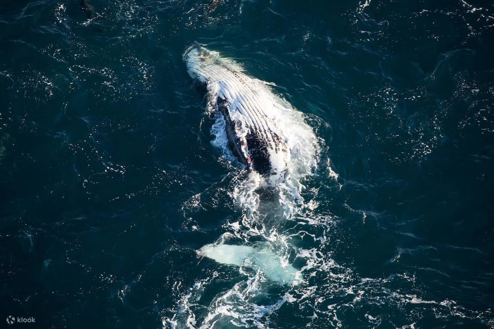 saahkyoohaayidow55oz