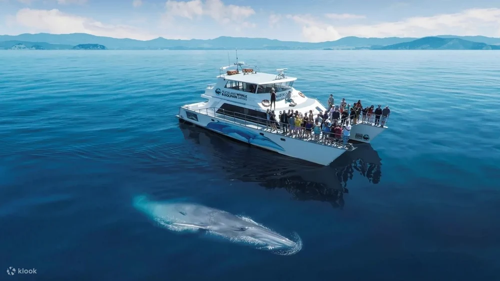 u6zxlrcvyl7z1h4rlscr