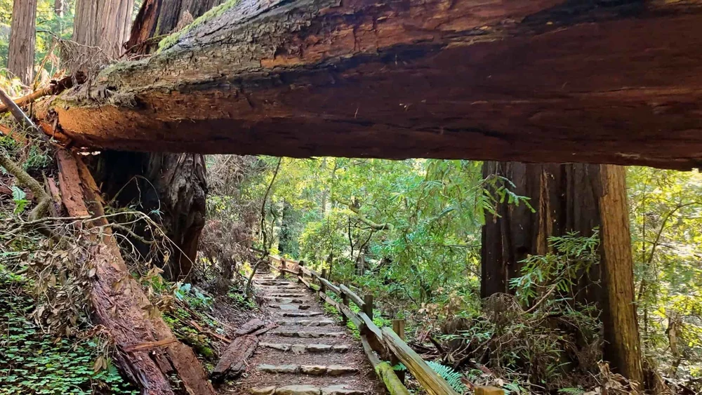 wjkcdcpqsrmjwzxuhowo