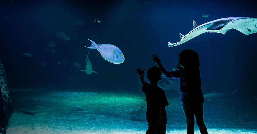 emiolgcdkgn8koakvoxy